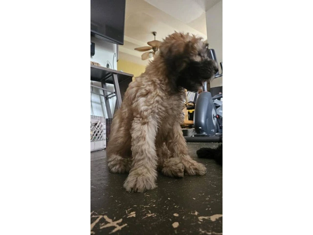 12-week-old Whoodle puppy for sale - 5/8