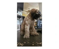 12-week-old Whoodle puppy for sale - 5