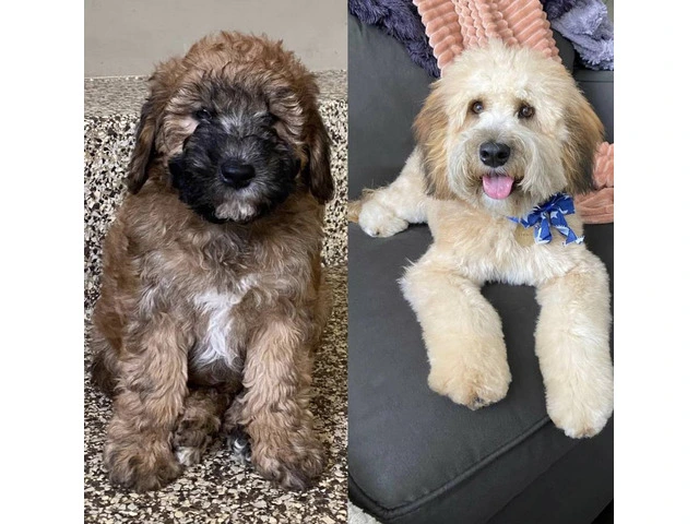 12-week-old Whoodle puppy for sale - 8/8