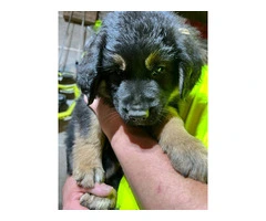 German Shepherd and Blue Merle Aussie mix puppies for sale - 2