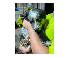 German Shepherd and Blue Merle Aussie mix puppies for sale - 3