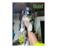 German Shepherd and Blue Merle Aussie mix puppies for sale - 4