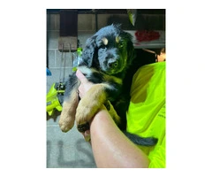 German Shepherd and Blue Merle Aussie mix puppies for sale - 5