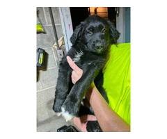 German Shepherd and Blue Merle Aussie mix puppies for sale - 7