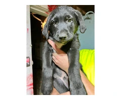 German Shepherd and Blue Merle Aussie mix puppies for sale - 8