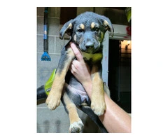 German Shepherd and Blue Merle Aussie mix puppies for sale - 9