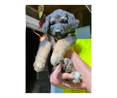 German Shepherd and Blue Merle Aussie mix puppies for sale - 10