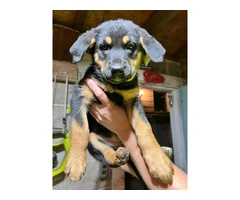 German Shepherd and Blue Merle Aussie mix puppies for sale - 11
