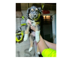 German Shepherd and Blue Merle Aussie mix puppies for sale - 12