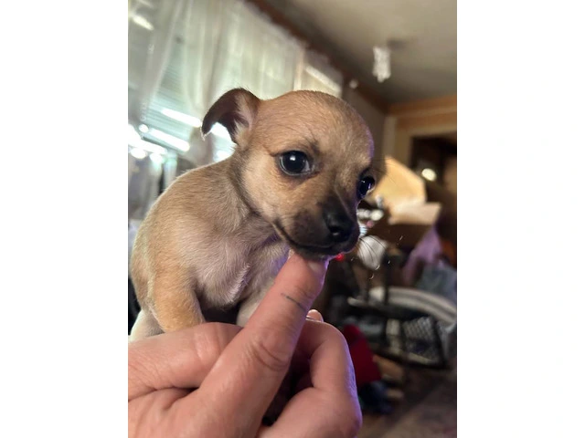 Chihuahua puppies Spokane WA - 1/6