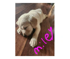Miley Golden Retriever Puppy - 2