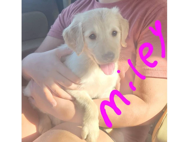 Miley Golden Retriever Puppy - 3/7