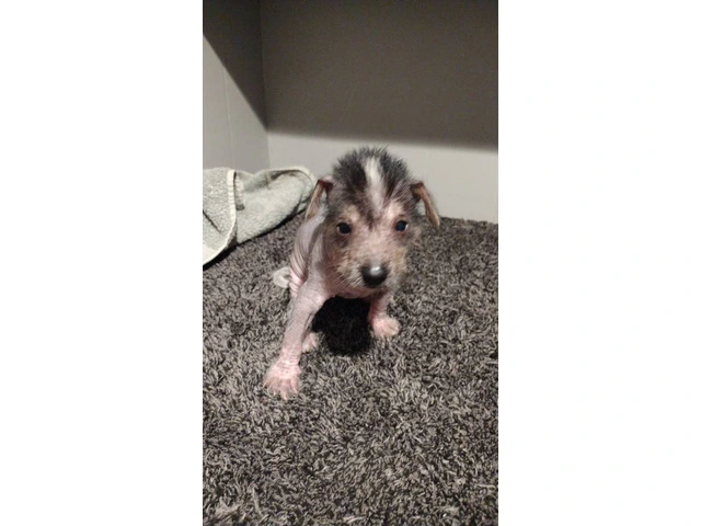 Cute Chinese crested puppies - 3/5