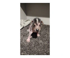 Cute Chinese crested puppies - 3