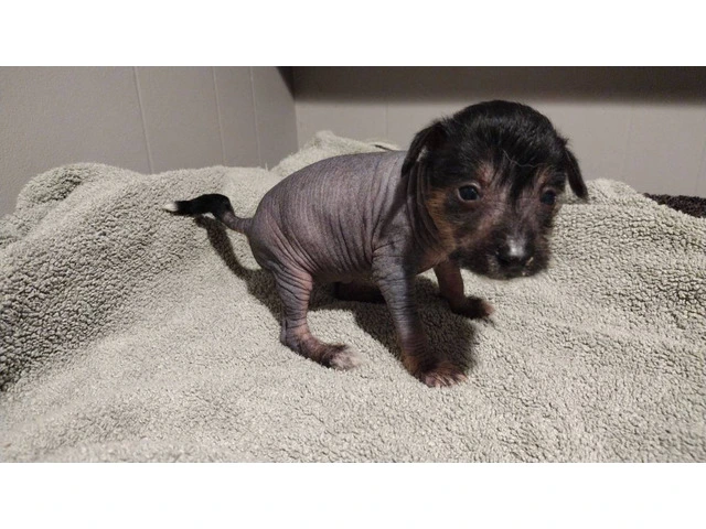 Cute Chinese crested puppies - 4/5