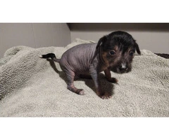 Cute Chinese crested puppies - 4