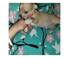 Chihuahua brother for sale