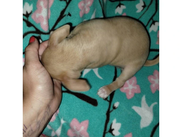 Chihuahua brother for sale - 2/6