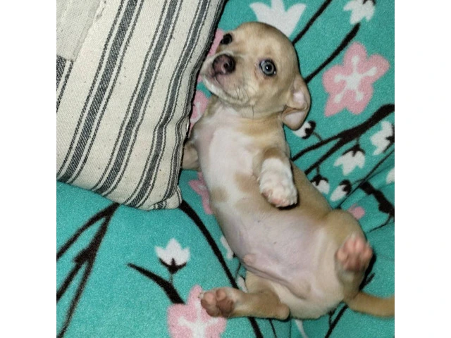 Chihuahua brother for sale - 3/6