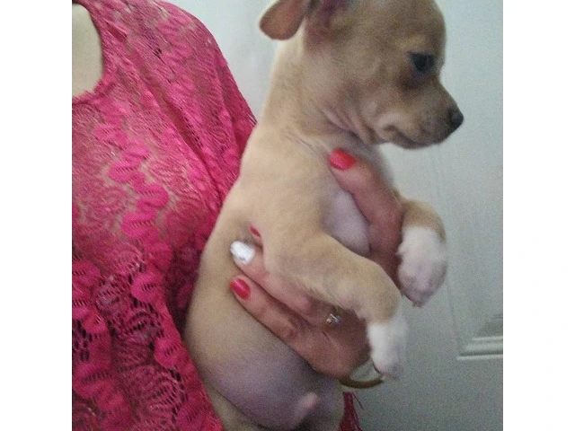 Chihuahua brother for sale - 4/6