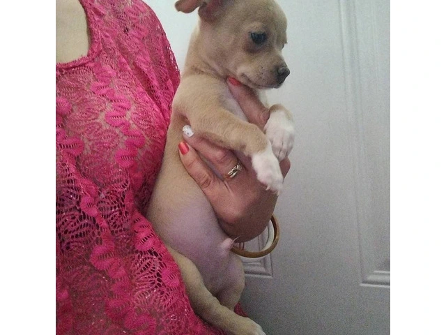 Chihuahua brother for sale - 5/6