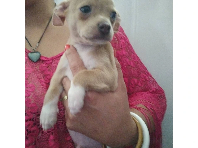 Chihuahua brother for sale - 6/6