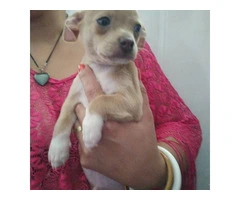Chihuahua brother for sale - 6