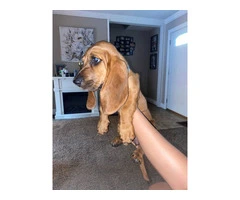9 pounds AKC Basset Hound puppy for Sale