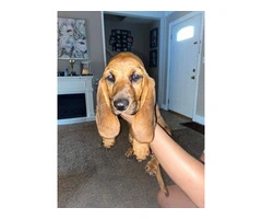 9 pounds AKC Basset Hound puppy for Sale - 2