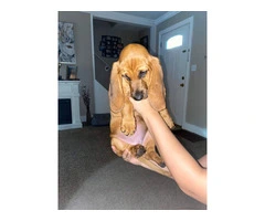 9 pounds AKC Basset Hound puppy for Sale - 4