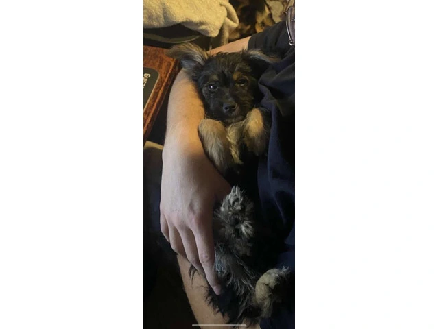 Dorkie pup needs home - 6/8