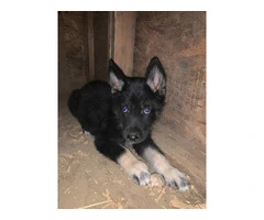 German Shepsky boy puppies for sale