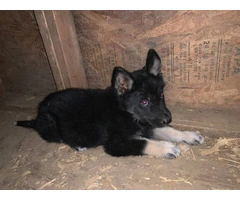 German Shepsky boy puppies for sale - 2