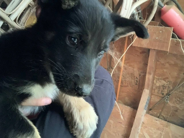 German Shepsky boy puppies for sale - 5/5
