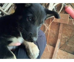 German Shepsky boy puppies for sale - 5