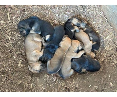 AKC registered bloodhound puppy's for sale