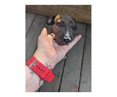 7 Full blooded American Pitbull Terrier puppies for sale