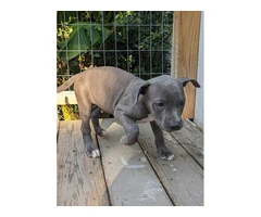 7 Full blooded American Pitbull Terrier puppies for sale - 2
