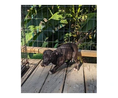 7 Full blooded American Pitbull Terrier puppies for sale - 3