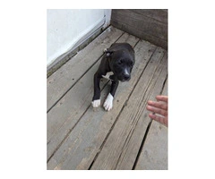 7 Full blooded American Pitbull Terrier puppies for sale - 5