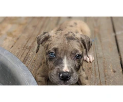 7 Full blooded American Pitbull Terrier puppies for sale - 6