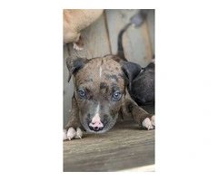 7 Full blooded American Pitbull Terrier puppies for sale - 7