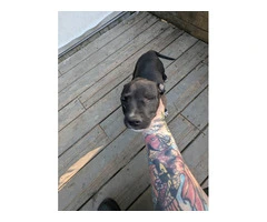 7 Full blooded American Pitbull Terrier puppies for sale - 8