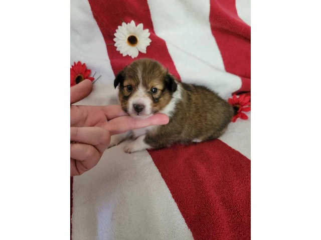 2 Sheltie puppies for sale - 1/7