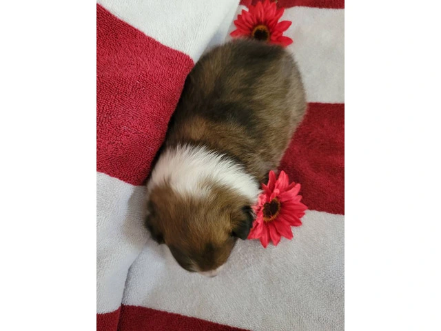 2 Sheltie puppies for sale - 2/7