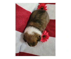 2 Sheltie puppies for sale - 2