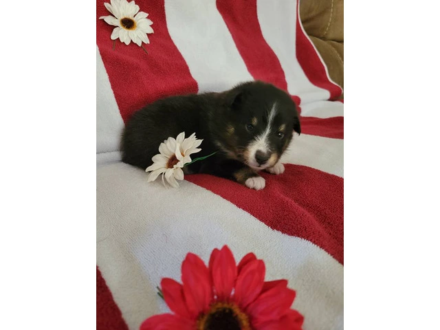2 Sheltie puppies for sale - 4/7