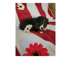 2 Sheltie puppies for sale - 4
