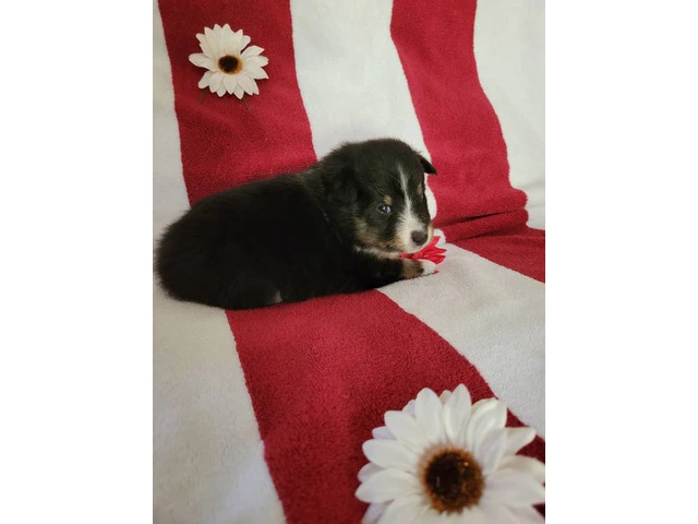 2 Sheltie puppies for sale - 5/7