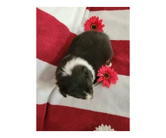 2 Sheltie puppies for sale - 6